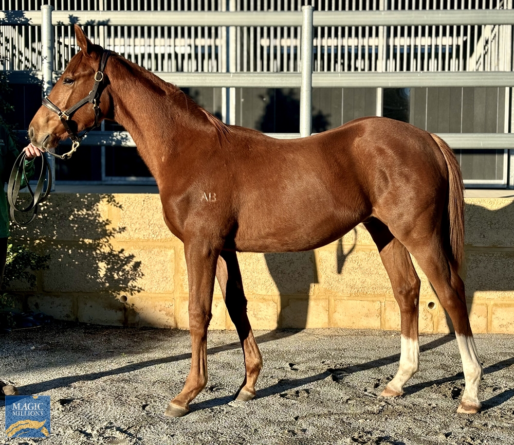 2024 Perth Winter Thoroughbred Sale Magic Millions Online Catalogue